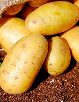 consejos_cultivo_patatas